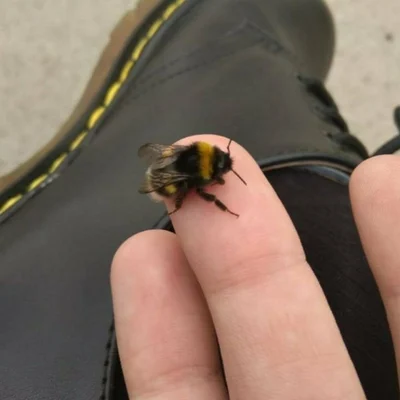 bot avatarı